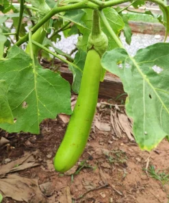 Louisiana Long Green Eggplant Seeds - 25 Solanum Melongena Fruit Vegetable Seeds - Image 7