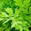 Lovage Seeds - 100 Heirloom Levisticum Officinale Herb Seeds - Image 1