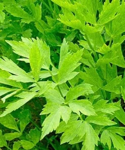 Lovage Seeds - 100 Heirloom Levisticum Officinale Herb Seeds - Image 1