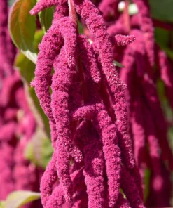 Love Lies Bleeding Amaranthus Caudatus Flower Seeds - Crimson Red - 500 Seeds - Image 2