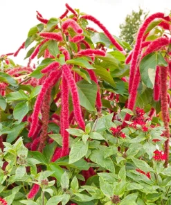 Love Lies Bleeding Amaranthus Caudatus Flower Seeds - Crimson Red - 500 Seeds - Image 4