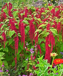 Love Lies Bleeding Amaranthus Caudatus Flower Seeds - Crimson Red - 500 Seeds - Image 6