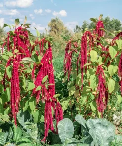 Love Lies Bleeding Amaranthus Caudatus Flower Seeds - Crimson Red - 500 Seeds - Image 7