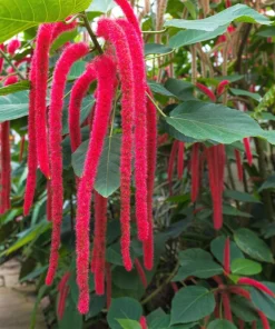 Love Lies Bleeding Amaranthus Caudatus Flower Seeds - Crimson Red - 500 Seeds - Image 9