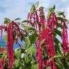 Love Lies Bleeding Amaranthus Caudatus Flower Seeds - Crimson Red - 500 Seeds - Image 1