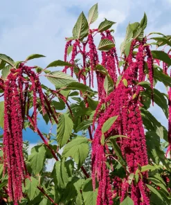 Love Lies Bleeding Amaranthus Caudatus Flower Seeds - Crimson Red - 500 Seeds - Image 1