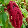 Love Lies Bleeding Amaranthus Seeds - Heirloom, 150 Seeds for Ornamental & Edible Use - Image 1