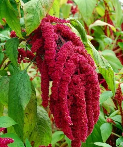 Love Lies Bleeding Amaranthus Seeds - Heirloom, 150 Seeds for Ornamental & Edible Use - Image 1