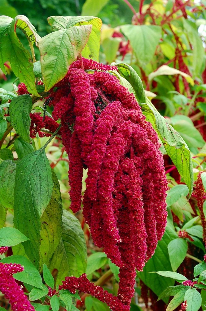 Love Lies Bleeding Amaranthus Seeds - Heirloom, 150 Seeds for Ornamental & Edible Use - Image 1