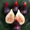 LSU Purple Edible Fig Live Plant - Sweet Fruit - 2.5" Pot - Zones 7-9 - Image 1