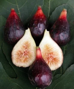 LSU Purple Edible Fig Live Plant - Sweet Fruit - 2.5" Pot - Zones 7-9 - Image 1