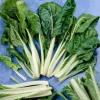 Lucullus Swiss Chard Seeds - 100 Seeds - Heirloom Vegetable for Garden - Image 1