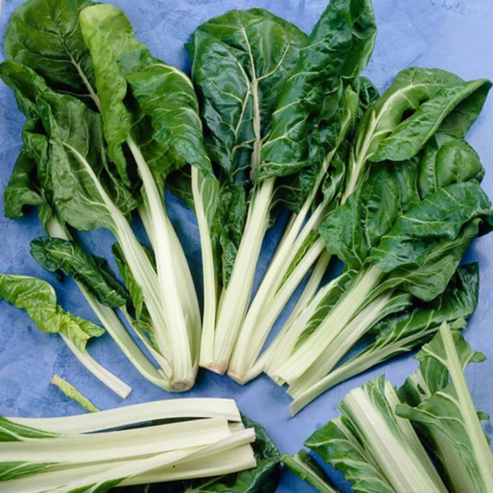 Lucullus Swiss Chard Seeds - 100 Seeds - Heirloom Vegetable for Garden - Image 1