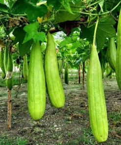 Luffa Sponge Gourd Seeds - 25 Seeds, Luffa Cylindrica, Edible & Bath Sponge Loofah - Image 2