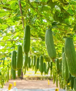 Luffa Sponge Gourd Seeds - 25 Seeds, Luffa Cylindrica, Edible & Bath Sponge Loofah - Image 3