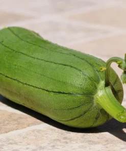 Luffa Sponge Gourd Seeds - 25 Seeds, Luffa Cylindrica, Edible & Bath Sponge Loofah - Image 4