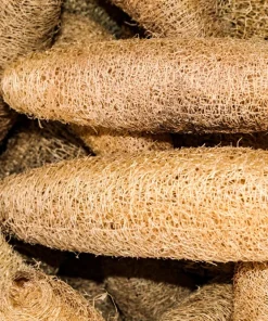 Luffa Sponge Gourd Seeds - 25 Seeds, Luffa Cylindrica, Edible & Bath Sponge Loofah - Image 5