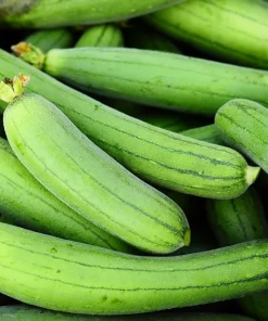 Luffa Sponge Gourd Seeds - 25 Seeds, Luffa Cylindrica, Edible & Bath Sponge Loofah - Image 8