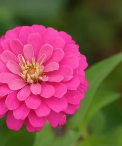 Luminosa Pink Zinnia Elegans Flower Seeds - 250 Count - Full Sun, Attracts Pollinators - Image 2