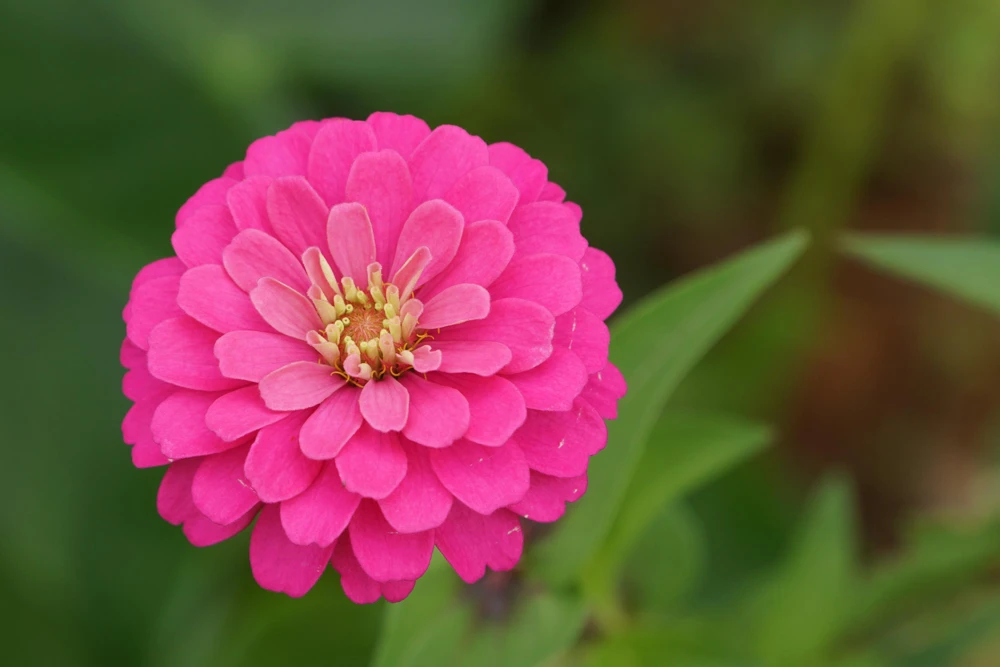 Luminosa Pink Zinnia Elegans Flower Seeds - 250 Count - Full Sun, Attracts Pollinators - Image 2