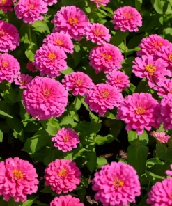 Luminosa Pink Zinnia Elegans Flower Seeds - 250 Count - Full Sun, Attracts Pollinators - Image 3