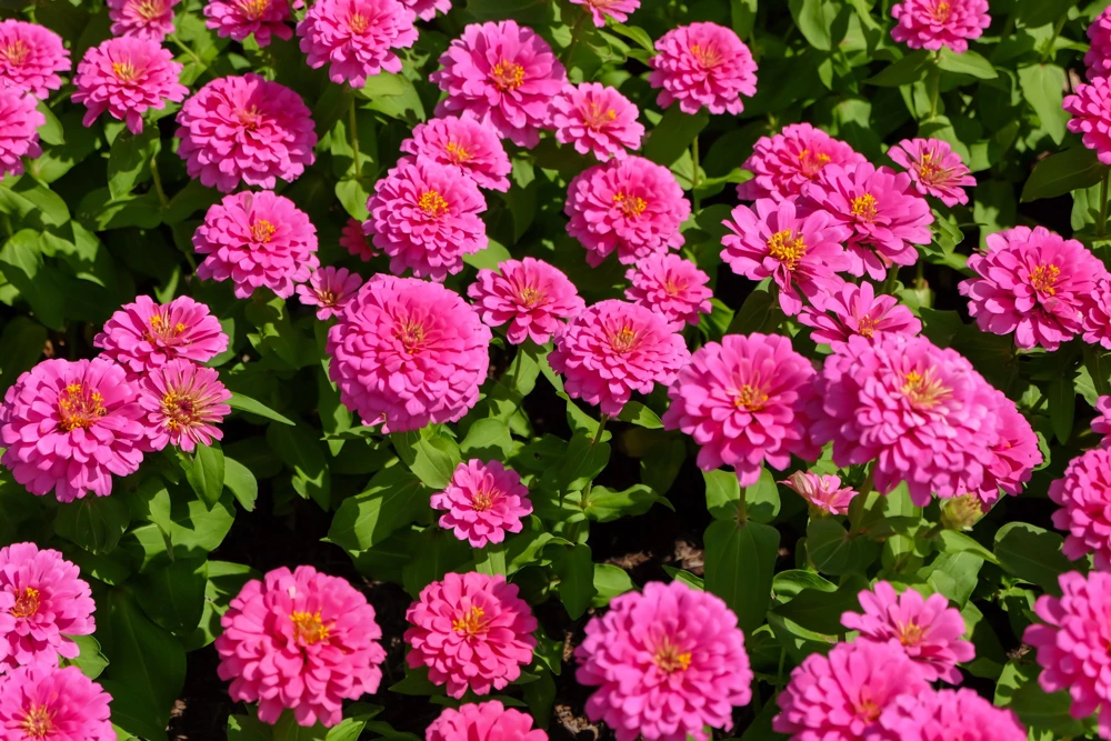 Luminosa Pink Zinnia Elegans Flower Seeds - 250 Count - Full Sun, Attracts Pollinators - Image 3