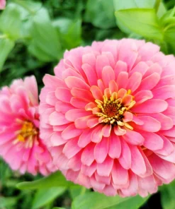 Luminosa Pink Zinnia Elegans Flower Seeds - 250 Count - Full Sun, Attracts Pollinators - Image 4