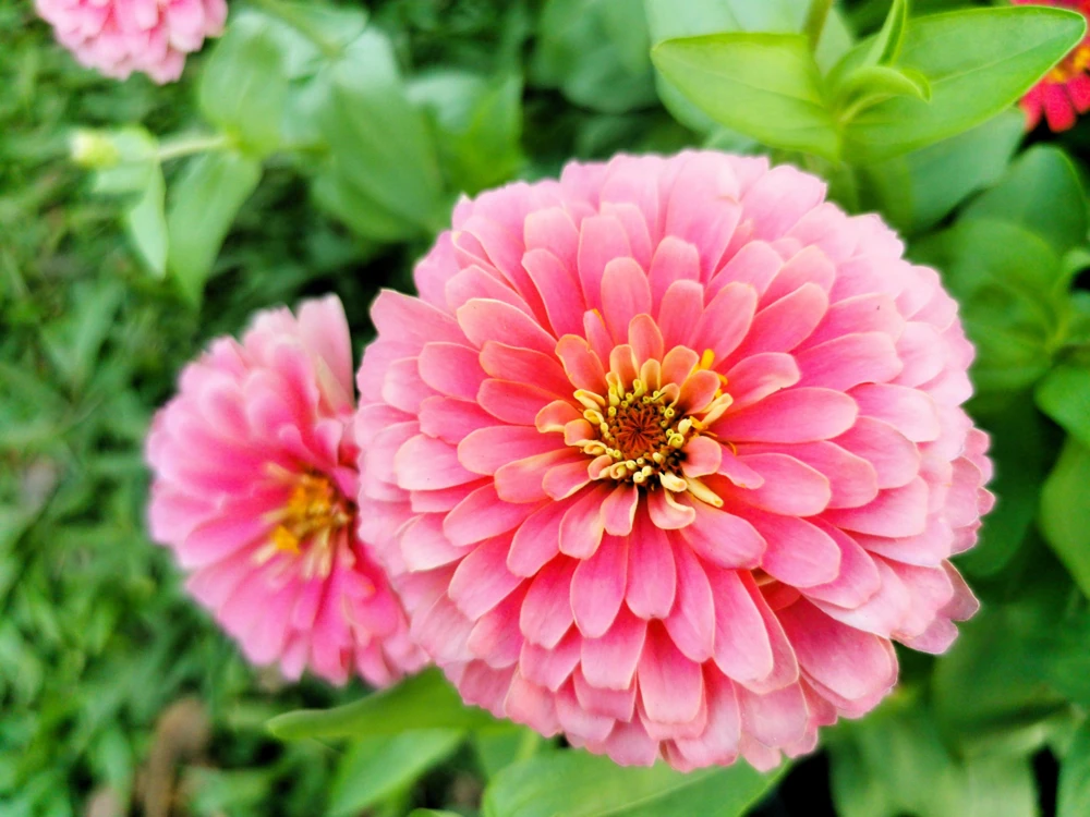 Luminosa Pink Zinnia Elegans Flower Seeds - 250 Count - Full Sun, Attracts Pollinators - Image 4