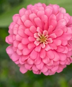 Luminosa Pink Zinnia Elegans Flower Seeds - 250 Count - Full Sun, Attracts Pollinators - Image 5