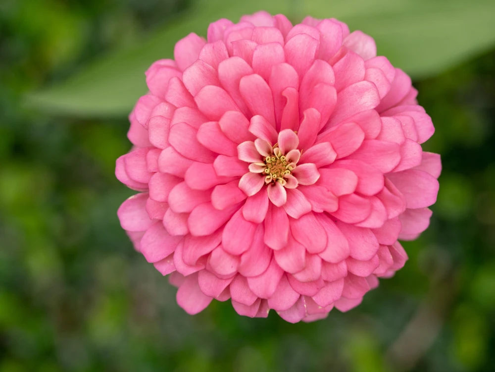 Luminosa Pink Zinnia Elegans Flower Seeds - 250 Count - Full Sun, Attracts Pollinators - Image 5