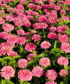 Luminosa Pink Zinnia Elegans Flower Seeds - 250 Count - Full Sun, Attracts Pollinators - Image 6