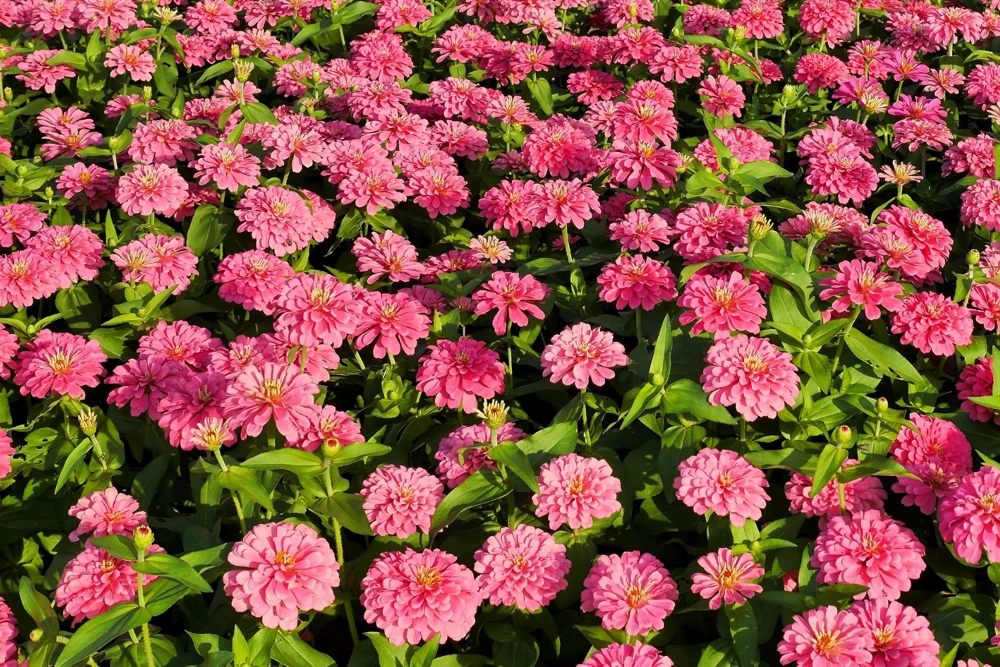 Luminosa Pink Zinnia Elegans Flower Seeds - 250 Count - Full Sun, Attracts Pollinators - Image 6