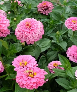 Luminosa Pink Zinnia Elegans Flower Seeds - 250 Count - Full Sun, Attracts Pollinators - Image 7