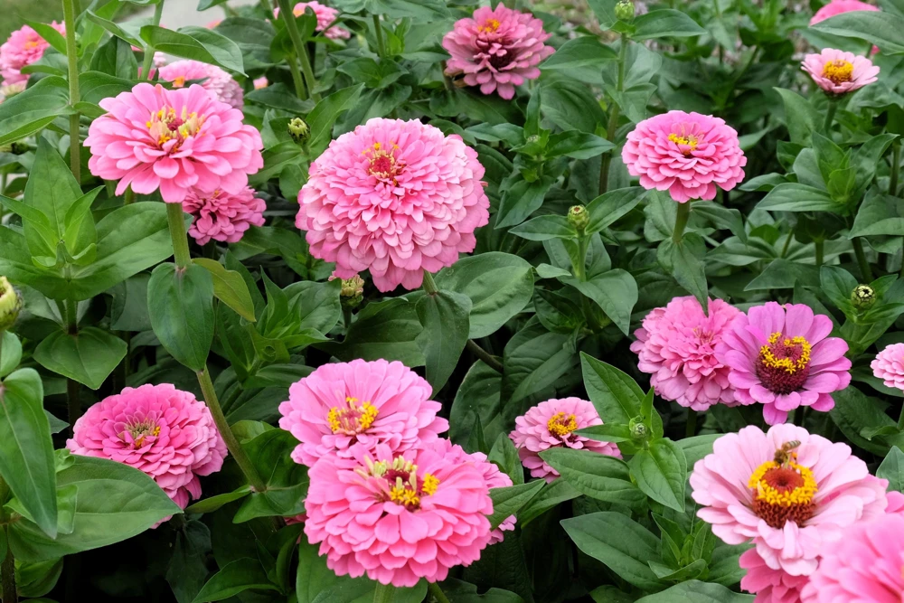 Luminosa Pink Zinnia Elegans Flower Seeds - 250 Count - Full Sun, Attracts Pollinators - Image 7
