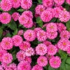 Luminosa Pink Zinnia Elegans Flower Seeds - 250 Count - Full Sun, Attracts Pollinators - Image 1