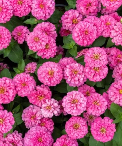 Luminosa Pink Zinnia Elegans Flower Seeds - 250 Count - Full Sun, Attracts Pollinators - Image 1
