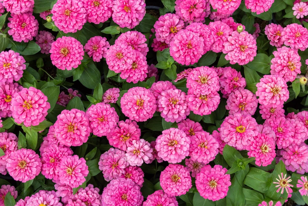 Luminosa Pink Zinnia Elegans Flower Seeds - 250 Count - Full Sun, Attracts Pollinators - Image 1