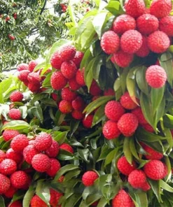 Lychee Live Fruit Plant - 4'' Pot Seedling, Tropical Fruit Tree - Image 2