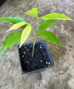 Lychee Live Fruit Plant - 4'' Pot Seedling, Tropical Fruit Tree - Image 3