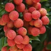 Lychee Live Fruit Plant - 4'' Pot Seedling, Tropical Fruit Tree - Image 1