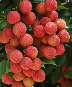 Lychee Live Fruit Plant - 4'' Pot Seedling, Tropical Fruit Tree - Image 1
