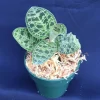 Macodes Petola Jewel Orchid Live Plant – Diamond Orchid – 2.5" Pot - Image 1
