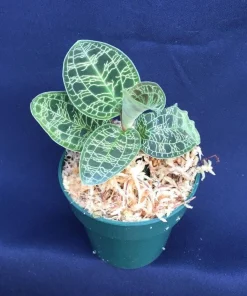 Macodes Petola Jewel Orchid Live Plant – Diamond Orchid – 2.5" Pot - Image 1