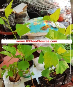 Madagascar Hibiscus Moscheutos Live Plant - Starter Mallow Malvaceae - Image 2