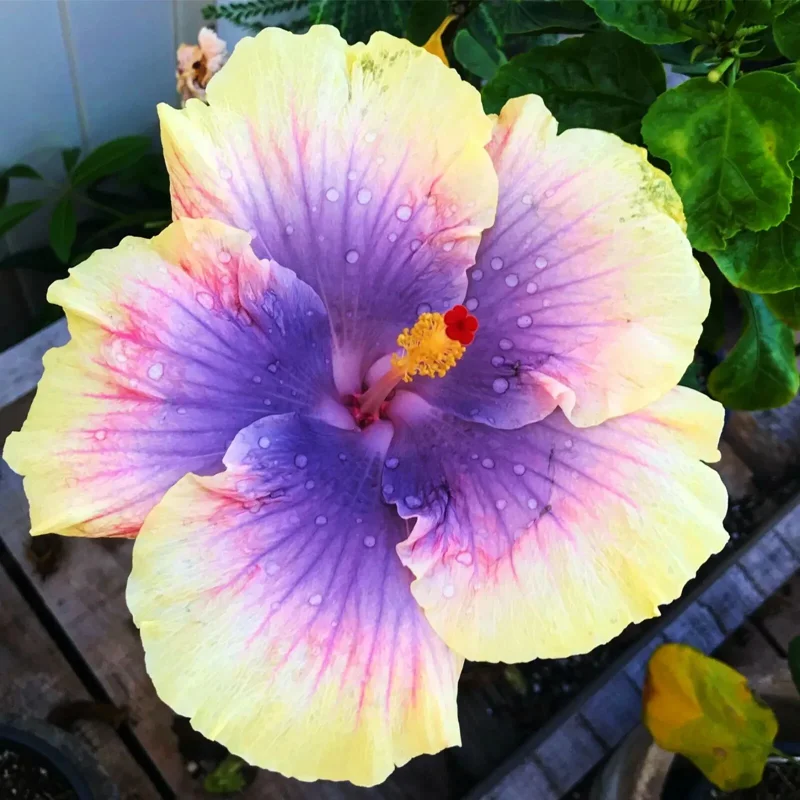 Madagascar Hibiscus Moscheutos Live Plant - Starter Mallow Malvaceae - Image 1