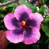 Madagascar Hibiscus Moscheutos Mallow Cuttings - 7 Pack Starter Plant - Image 1