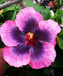 Madagascar Hibiscus Moscheutos Mallow Cuttings - 7 Pack Starter Plant - Image 1