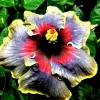 Madagascar Hibiscus Moscheutos Mallow Live Plant - Perennial Starter - Indoor/Outdoor - Image 1