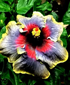 Madagascar Hibiscus Moscheutos Mallow Live Plant - Perennial Starter - Indoor/Outdoor - Image 1
