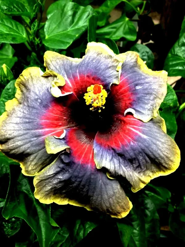 Madagascar Hibiscus Moscheutos Mallow Live Plant - Perennial Starter - Indoor/Outdoor - Image 1